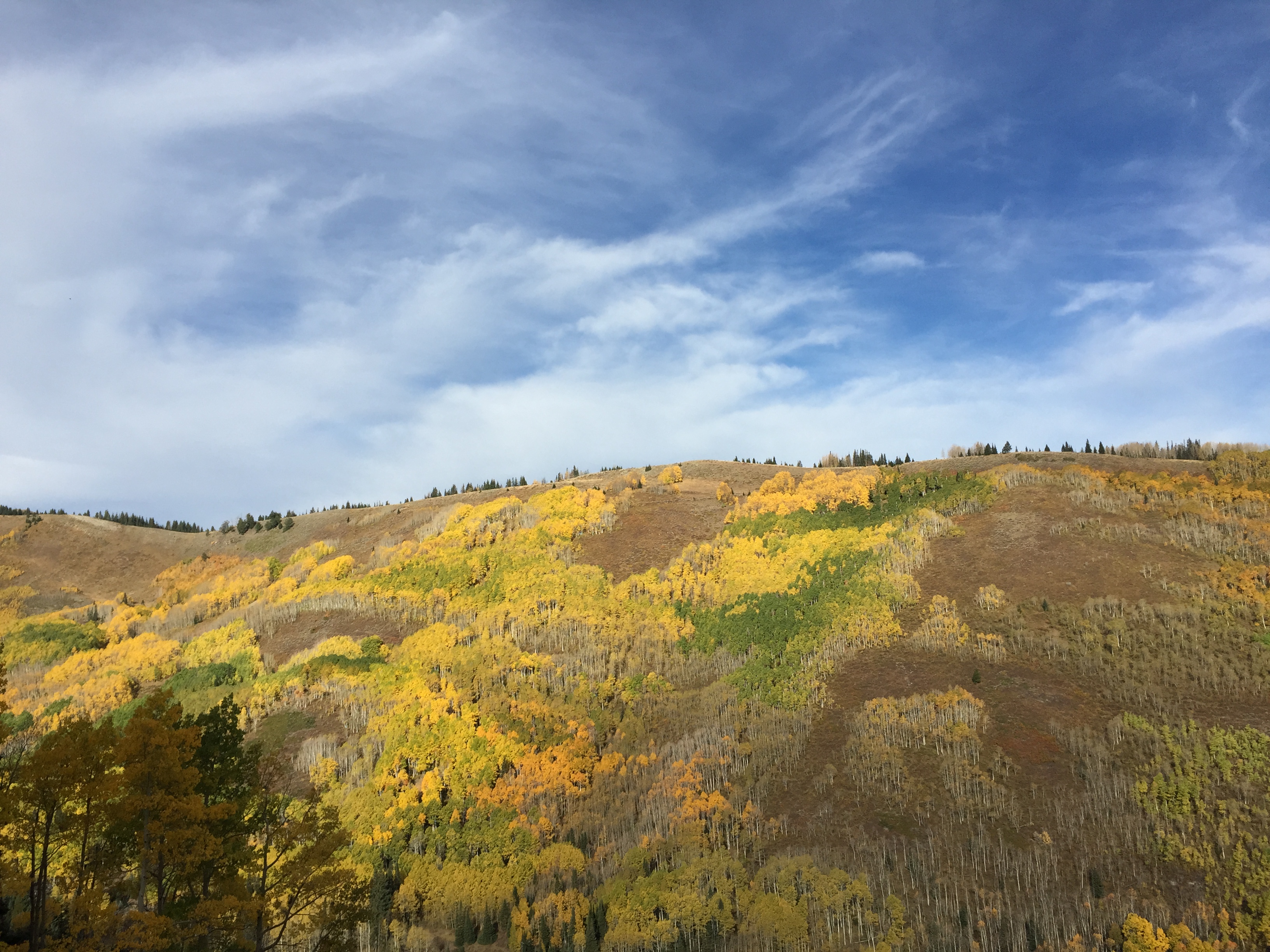 Aspen trees